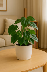 Philodendron