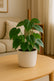 Philodendron