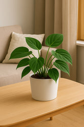 Philodendron