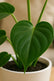 Philodendron