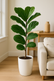 Fiddle Leaf Fig