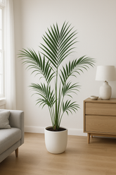 Kentia Palm