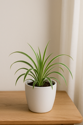 Spider Plant