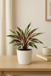 Triostar Calathea