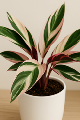 Triostar Calathea