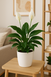 Peace Lily