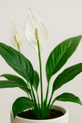Peace Lily