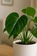 Philodendron