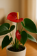 Anthurium