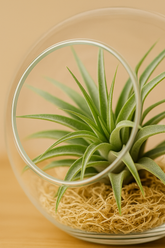 Air Plant