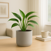 ###Light Gray Cement