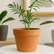 Terracotta Planter