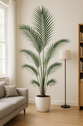 Kentia Palm