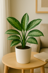 Chinese Evergreen