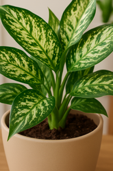 Chinese Evergreen