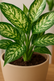 Chinese Evergreen
