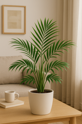 Areca Palm