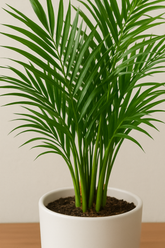Areca Palm