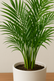Areca Palm